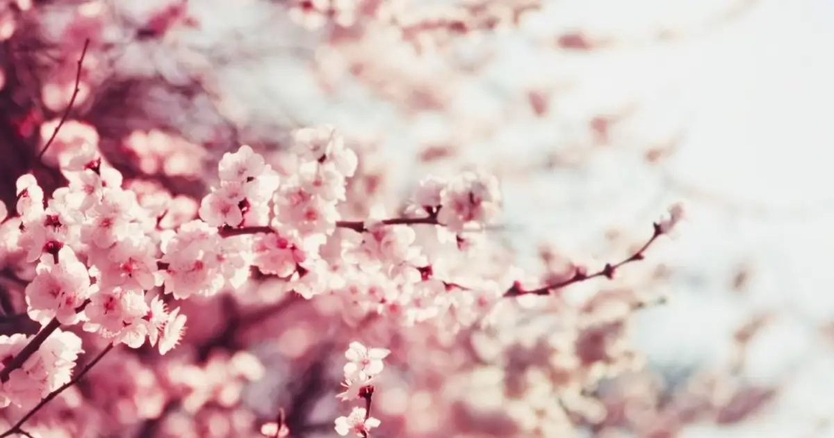 Mother&rsquo;s Day Menu